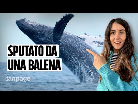 Le balene possono ingoiare le persone (e poi sputarle vive)?