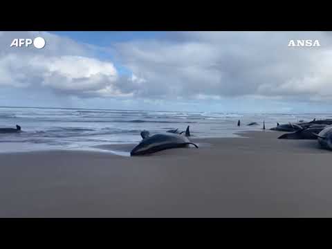 Oltre 150 cetacei arenati su una spiaggia della Tasmania quasi inaccessibile