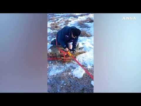 Carabinieri forestali liberano un capriolo bloccato in una rete