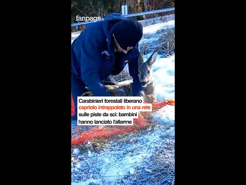 Carabinieri forestali liberano capriolo intrappolato in una rete: bambini hanno lanciato l’allarme