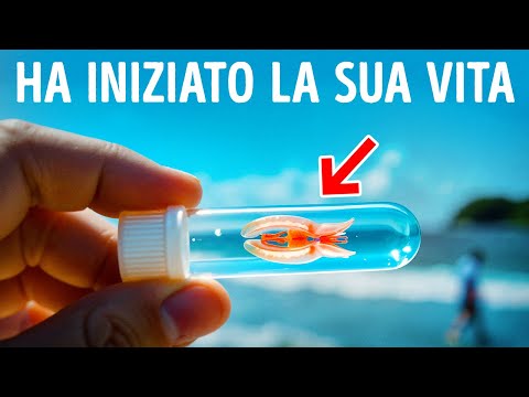 Il Primo Animale sulla Terra è Finalmente Stato Scoperto