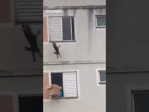 Il cane Alicinha cade nel vuoto dal quinto piano, la vicina lo salva con una scatola