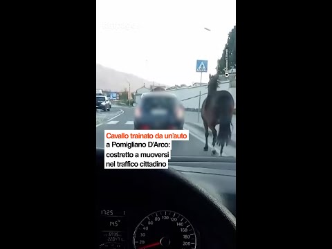 Cavallo trainato da un’auto a Pomigliano D’Arco: costretto a muoversi nel traffico cittadino