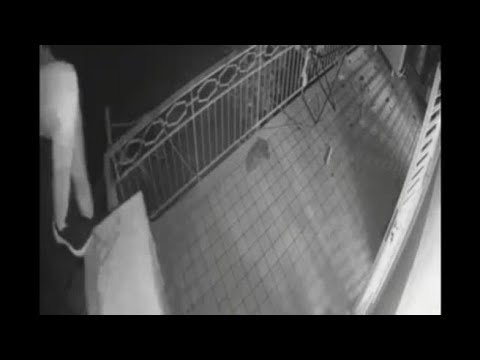 Furti negli appartamenti a Napoli, un cagnolino scaccia il ladro sul balcone