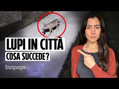 Perché i lupi arrivano in città e come si può convivere con loro senza pericoli