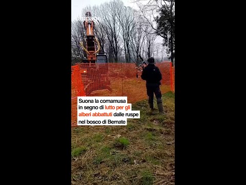 Uomo suona la cornamusa in segno di lutto per gli alberi abbattuti dalle ruspe nel bosco di Bernate