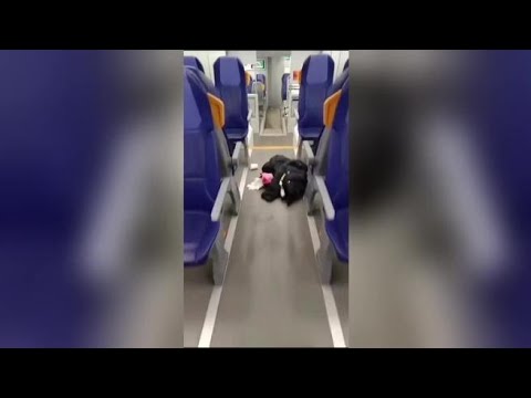 Il treno vandalizzato dai tifosi del Mantova diretti a Modena, Tper presenta denuncia