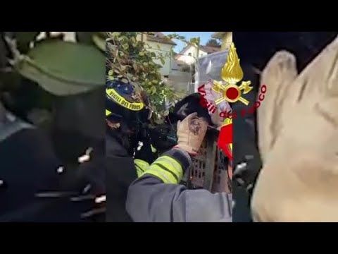 Padova, cagnolina infilzata nel cancello liberata dai vigili del fuoco