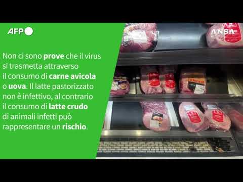 ANSA VERIFIED – E’ vero che l’influenza aviaria puo’ infettare facilmente l’uomo?