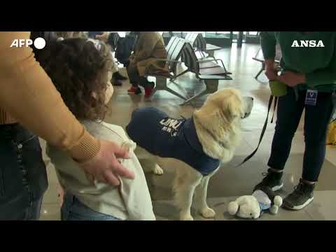 Il progetto “Zen dog” all’aeroporto di Skopje, un cane da terapia per i viaggiatori