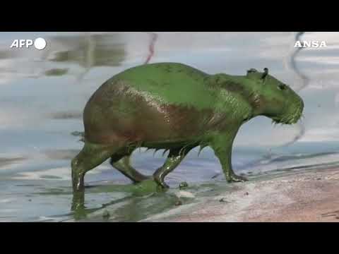 I capibara nel lago Salto Grande riemergono completamente tinti di verde