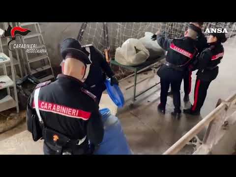 Sequestrata nel Reggino piantagione di marijuana con 1.800 arbusti