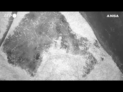San Paolo del Brasile, il cucciolo di orso bianco ha tre mesi