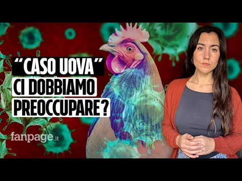 Influenza aviaria: uova introvabili e prezzi alle stelle negli USA. Quali sono i rischi per l’uomo