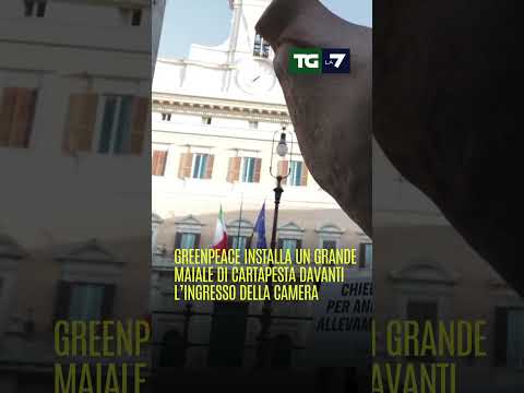 #Greenpeace installa un grande maiale di cartapesta davanti l’ingresso della camera
