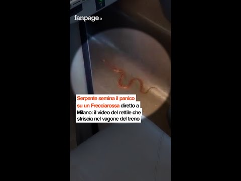 Serpente semina il panico su un Frecciarossa diretto a Milano: striscia nel vagone del treno