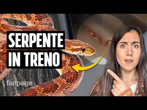Serpente sul Frecciarossa: di che specie si tratta e cosa dobbiamo sapere