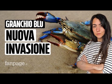 Il granchio blu e la nuova invasione anticipata: la causa è l’aumento delle temperature