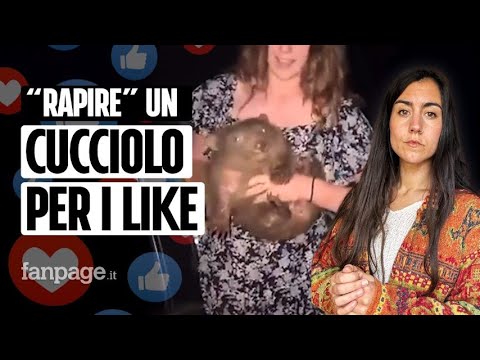 Influencer “rapisce” vombato per i like social: ecco perché NON toccare i cuccioli selvatici