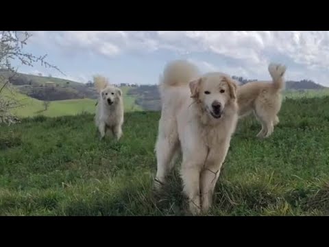 Ciclista circondato da cani da pastore in campagna, ecco come si è salvato