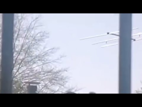 La gattina Valmora resta incastrata in una bottiglia e rischia di morire. Salvata dopo una settimana