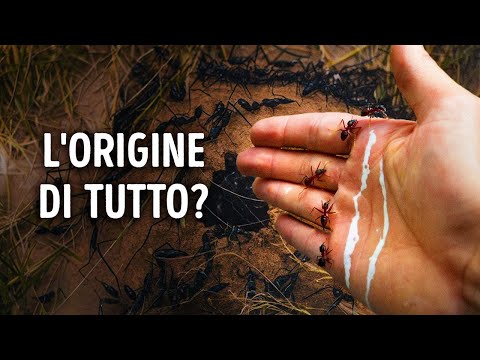 Perché Dovresti Essere Molto Più Spaventato dalle Formiche