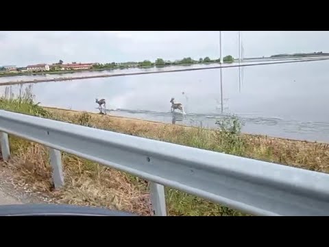 La corsa sfrenata dei caprioli nelle risaie vercellesi