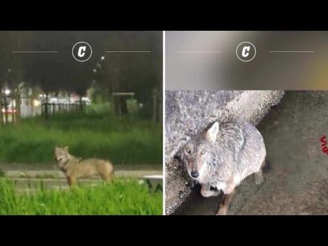 Un lupo avvistato in piazzale Abbiategrasso a Milano