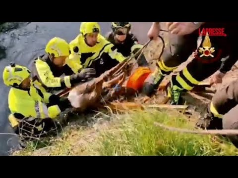 Milano, capriolo intrappolato nel Naviglio Grande: salvato dai vigili del fuoco e rimesso in libertà