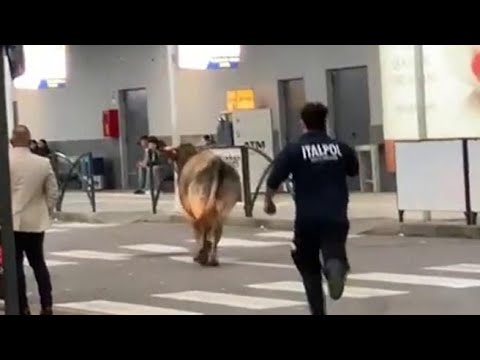 Orio al Serio, una mucca passeggia fuori dal terminal