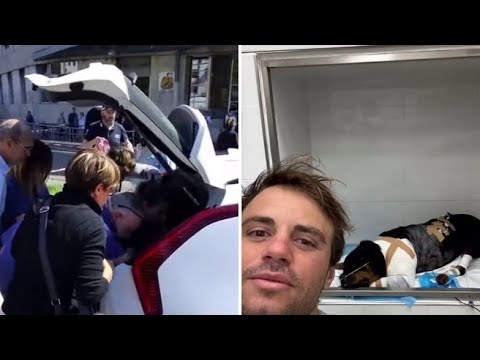 Fiamma, la rottweiler accoltellata insieme ad un 13enne e la (disperata) corsa in taxi per salvarla