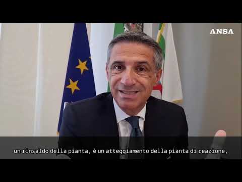 Xylella, Pentassuglia: “Discutibile l’idea di una produzione di olive di qualita’”