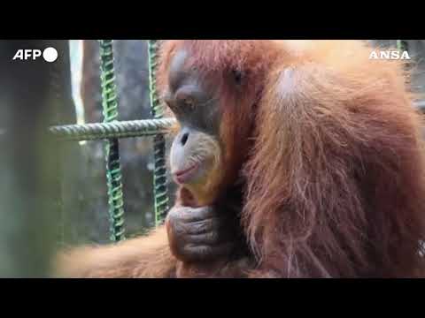 Ecco Ade, cucciolo di orango nato in un centro di Sumatra