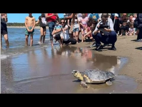 La tartaruga Totta torna in mare dopo le cure: era stata trovata con una lenza in bocca