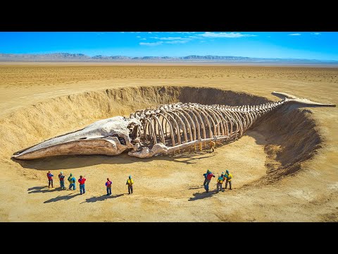 Cosa ci fa un cimitero di balene nel mezzo del Sahara