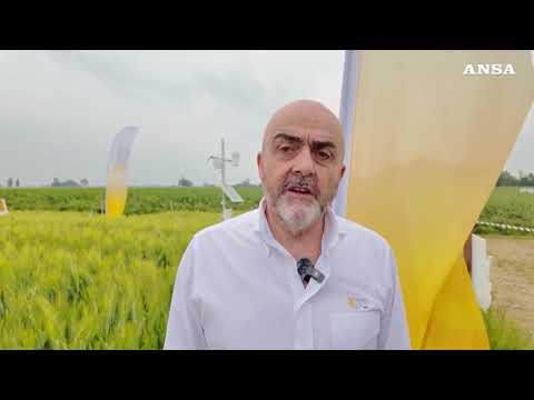 Grano, qualita’ in crescita ma preoccupa la contrazione delle superfici
