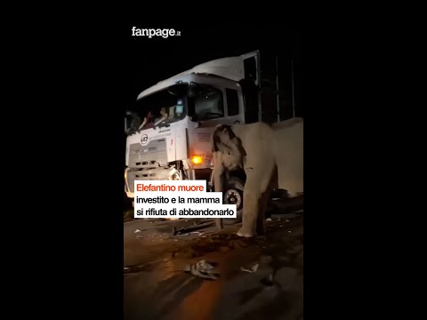 Malesia, elefantino muore investito e la mamma si rifiuta di abbandonarlo