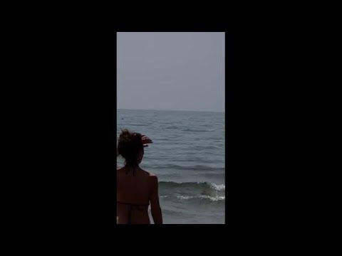 Delfini a pochi metri dalla riva, la sorpresa dei bagnanti sulla spiaggia di Anzio
