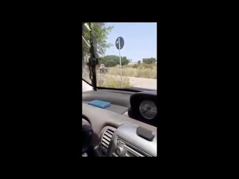 Un cammello per le strade di Ugento: il filmato diventa virale