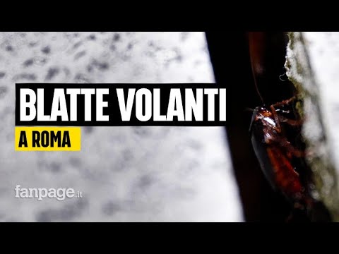 Invasione di blatte volanti a Roma, il disinfestatore: “Possono arrivare ai piani alti dei palazzi”
