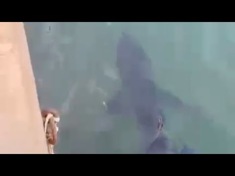 Policastro Bussentino, le immagini dello squalo nel porto