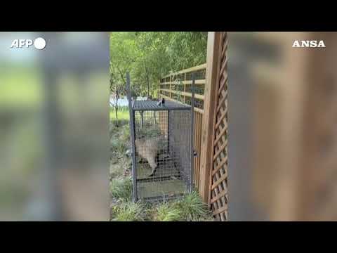 Cina, rirtrovato il capibara Doubao fuggito dallo zoo due mesi fa