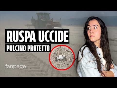 Video Shock: ruspa uccide pulcino di una specie protetta in Calabria. Perché nessuno interviene?