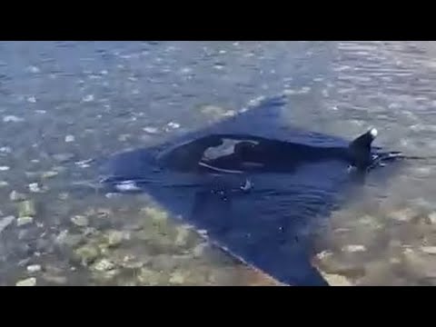 Marina di Pisa, lo spettacolo della manta a riva