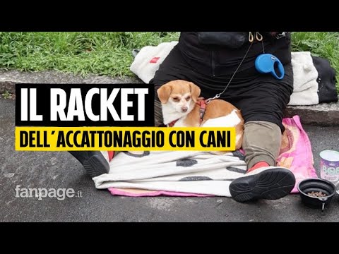Chiedono l’elemosina con i cani ma sono vittime di reti criminali: è il racket dell’accattonaggio