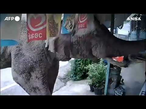 Thailandia, lo “spuntino” dell’elefante al mini-market