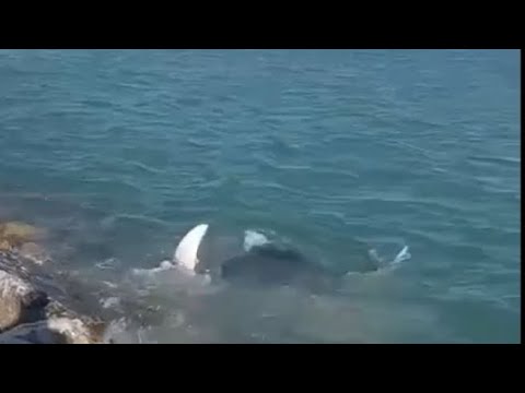 Vada, la grossa manta nuota davanti al pontile