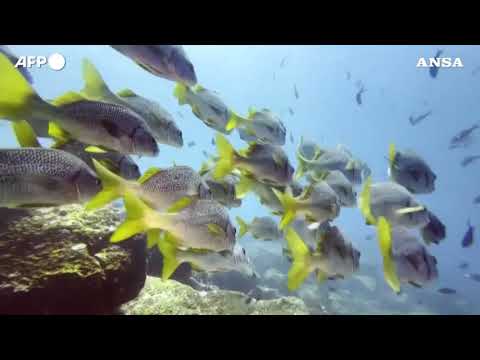 Giornata mondiale degli oceani, e’ allarme overtourism