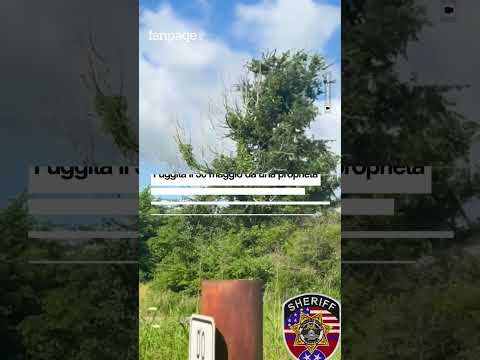 Il video della zebra che “vola” sopra la città: era in fuga da una settimana