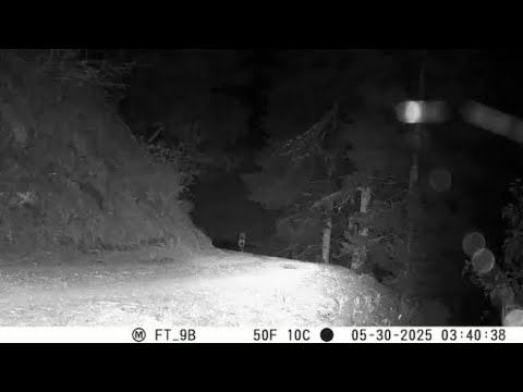 Parco Adamello Brenta, suona la sirena e il lupo si allontana impaurito